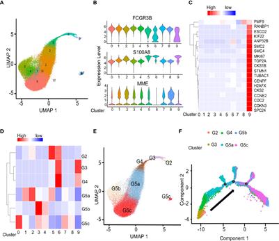 Primitive genotypic characteristics in umbilical cord neutrophils identified by single-cell transcriptome profiling and functional prediction